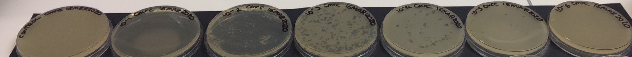 Example of a Streptomyces bacteriophage plaque assay. A plaque assay was performed using decimal serial dilutions of ΦC31 and a pglW- strain of S. coelicolor.