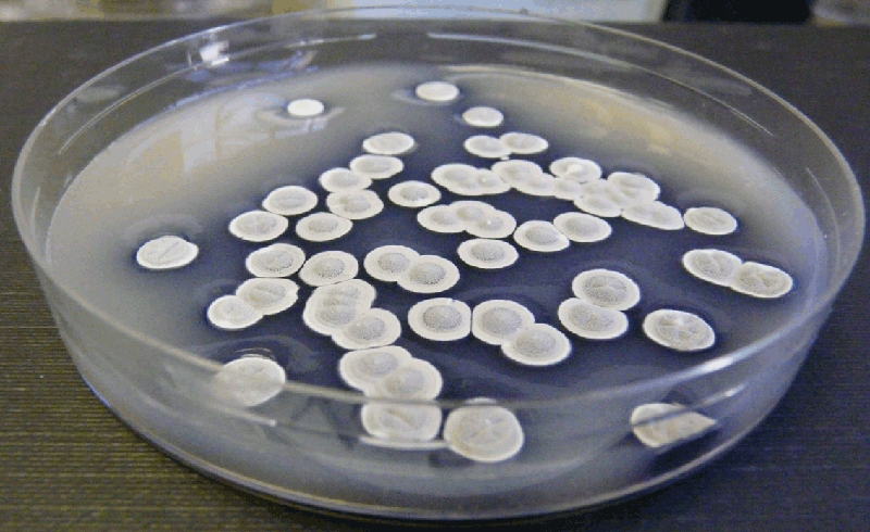 Streptomyces coelicolor growing on SFM agar