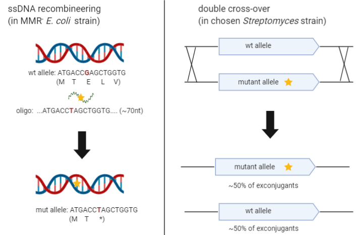File:SsDNA recombineering protocol.png